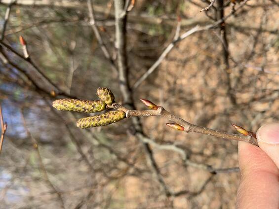Mountain alder buds, leaf and flower