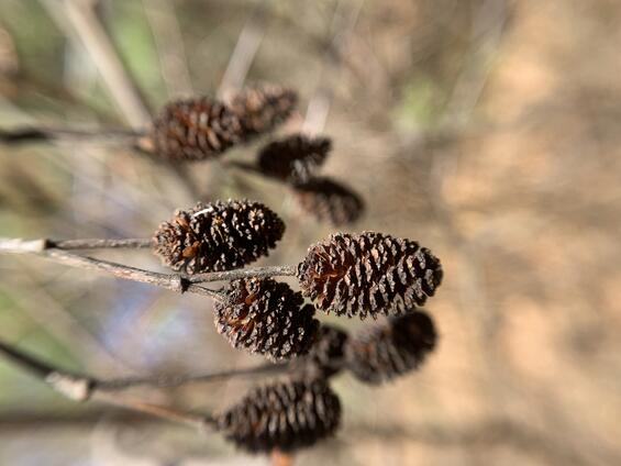 Mountain alder mature cones
