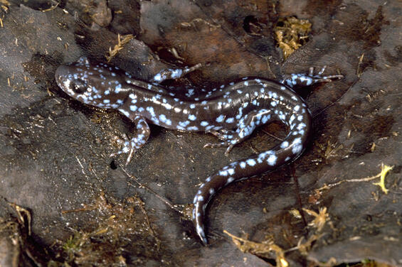 Blue-spotted salamander