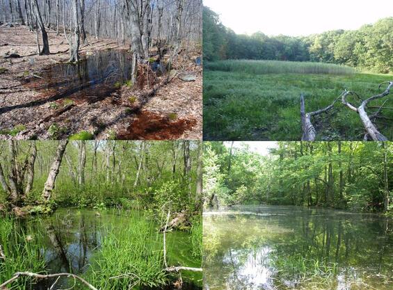 Some types of marbled salamander breeding habitat