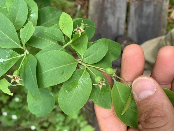 Fruits and leaves of Bartram's shadbush