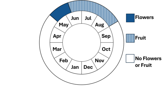 Graphic representation of life cycle, also described in text.