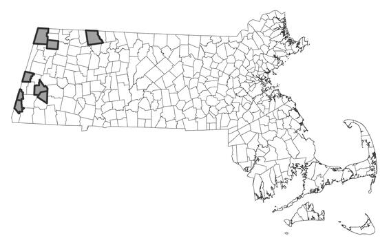 Map showing the distribution of this species in Massachusetts