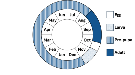 Graphic representation of life cycle, also described in text.
