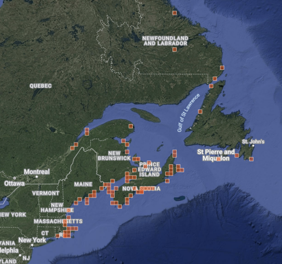 Map of research-grade observations of Angelica lucida in northeastern North America screen-captured from iNaturalist.org on 10 February 2025.