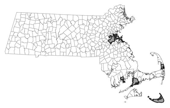 Map showing the distribution of this species in Massachusetts