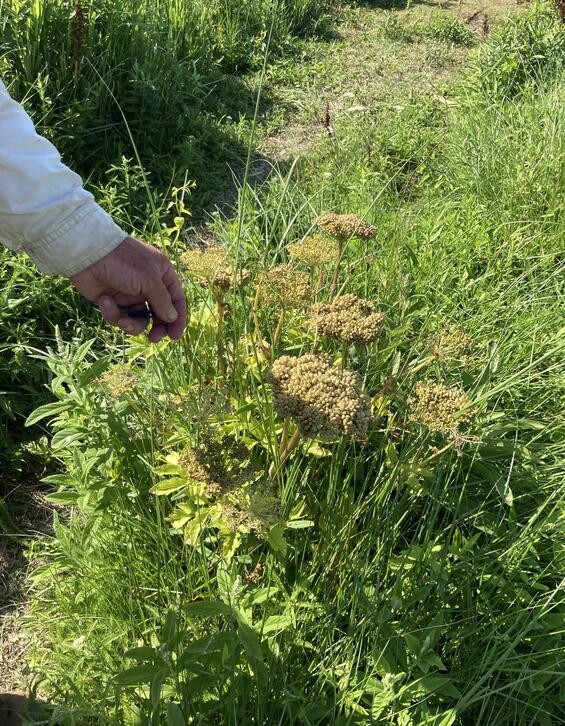 Sea coast angelica