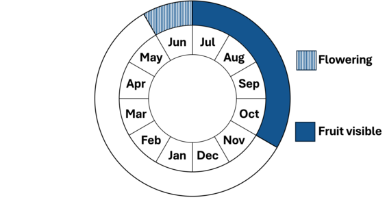 Graphic representation of life cycle, also described in text.