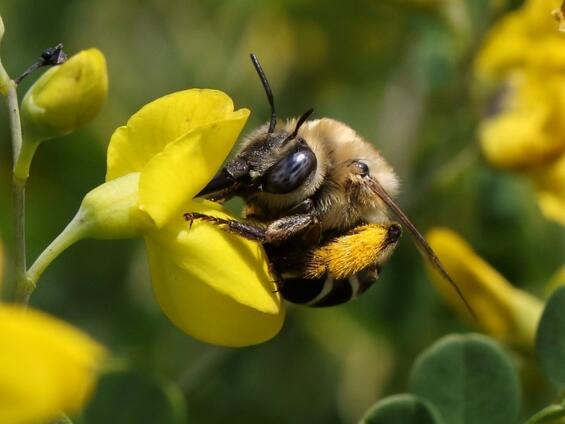 Walsh’s anthophora, Anthophora walshii