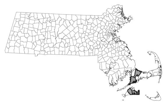 Map showing the distribution of this species in Massachusetts