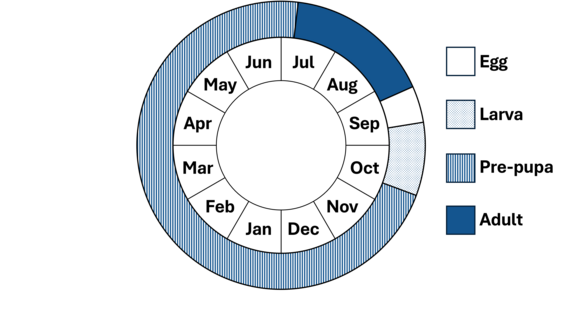 Graphic representation of life cycle, also described in text. 