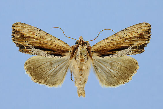drunk apamea moth (Apamea inebriata) 