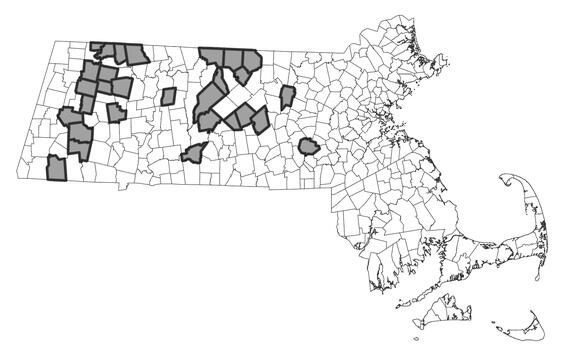 Map showing the distribution of this species in Massachusetts