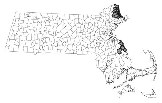 Map showing the distribution of this species in Massachusetts