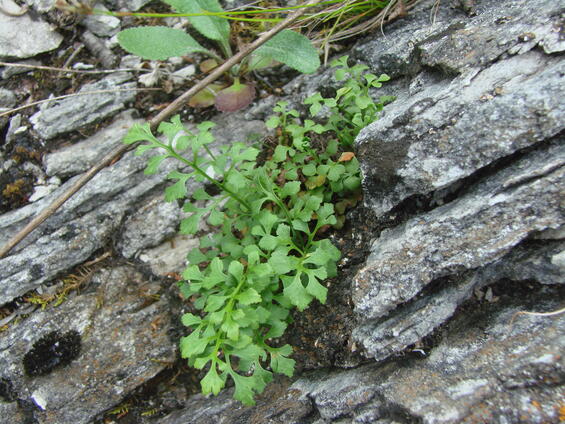 Wall-rue spleenwort
