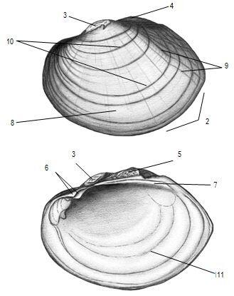 Graphic representation of the tidewater mucket