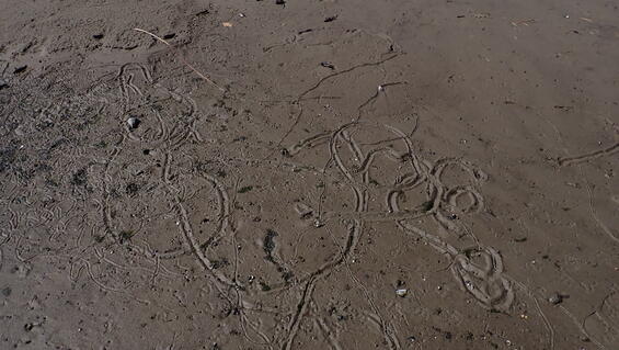 Freshwater mussel tracks in exposed substrate as a result of low water levels caused by prolonged drought and water withdrawal.