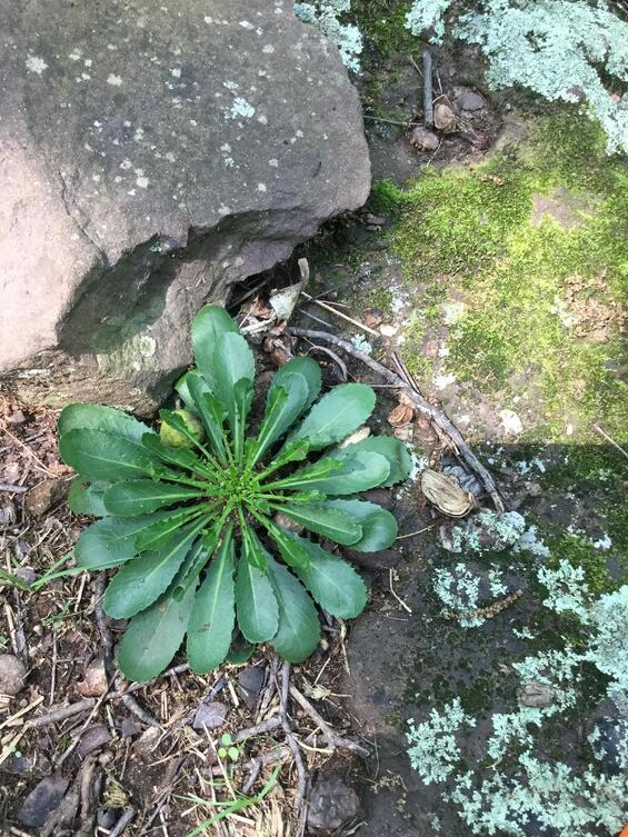 Green rock-cress (Borodinia missouriensis) basal rosette