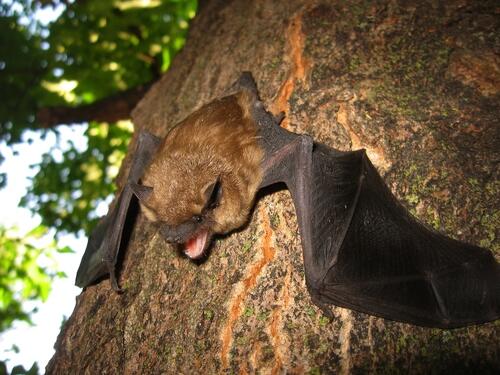 Big brown bat (Eptesicus fuscus)