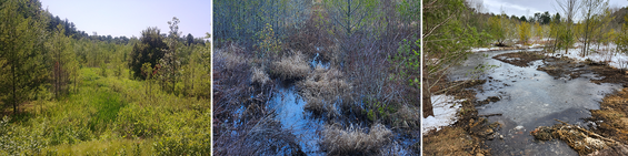 Collage of Blackwater Memorial Swamp.