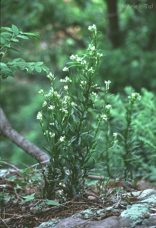 Green rock-cress (Borodinia missouriensis) flowering