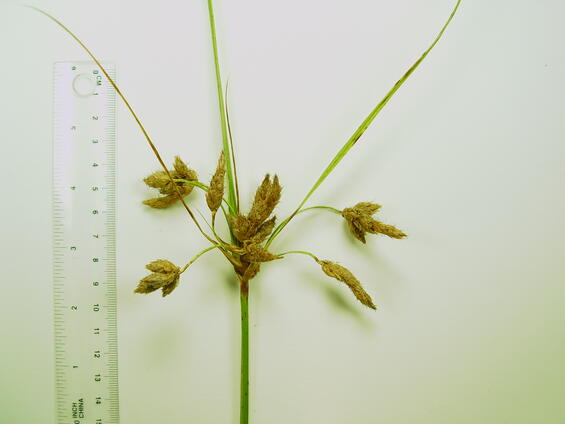 Bolboschoenus novae-angliae (New England Bulrush)