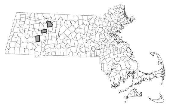 Map showing the distribution of this species in Massachusetts