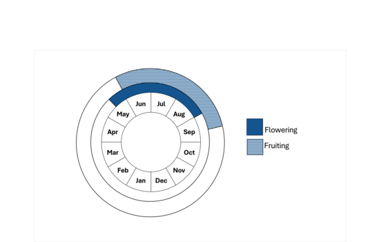 Graphic representation of life cycle, also described in text. 