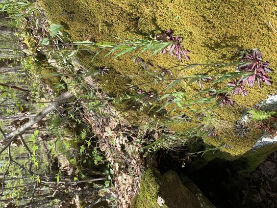 Smooth rock-cress (Borodinia laevigata) in bud and flower.