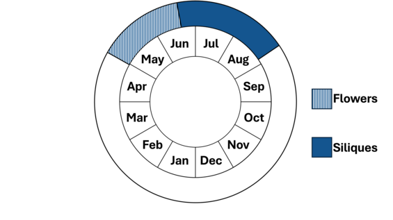 Graphic representation of life cycle, also described in text.