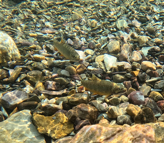 Ideal habitat for brook trout.