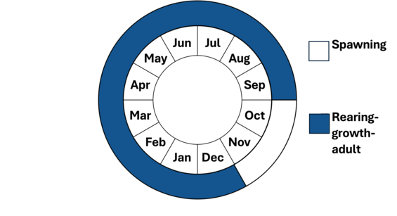 Brook trout phenology wheel