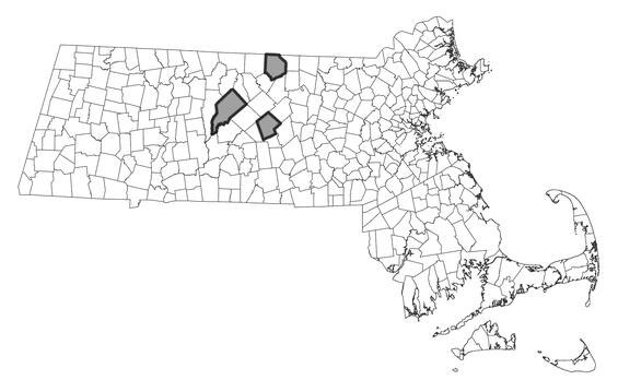 Map showing the distribution of this species in Massachusetts