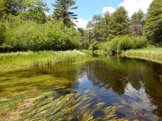 Small cold stream with abundant vegetation suitable for superb jewelwing.