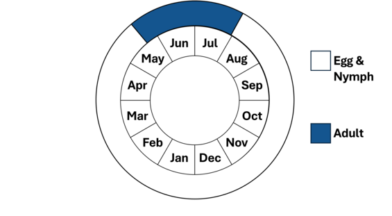Graphic representation of life cycle, also described in text. 