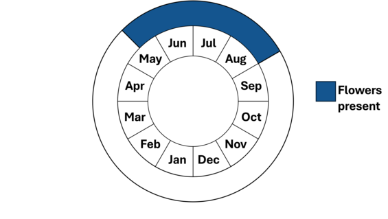 Graphic representation of life cycle, also described in text. 