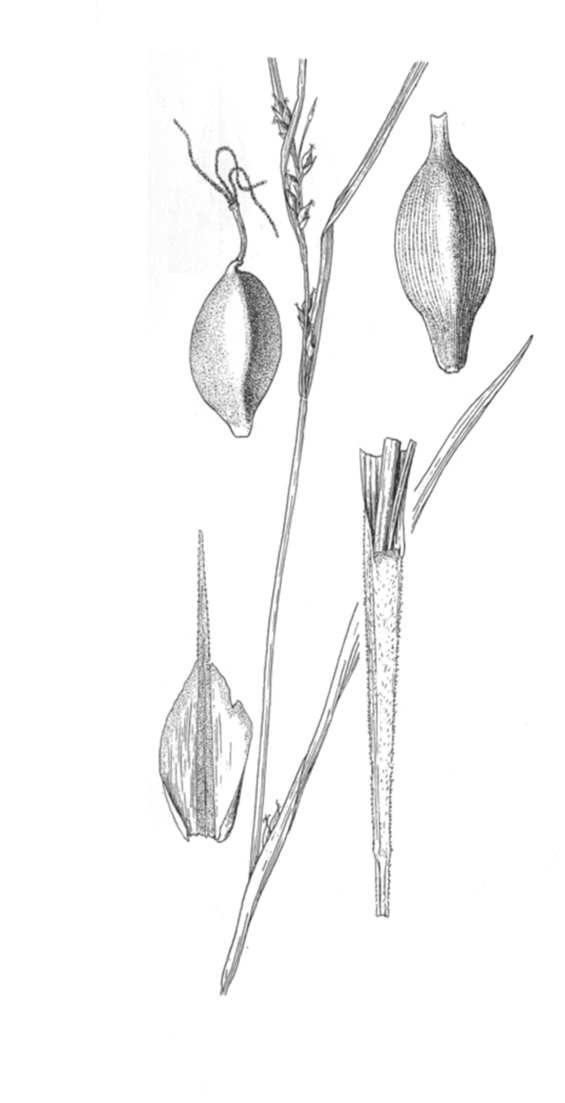 Carex hitchcockiana illustration