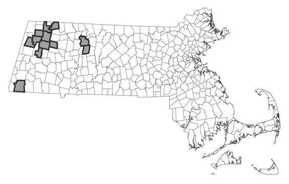Map showing the distribution of this species in Massachusetts