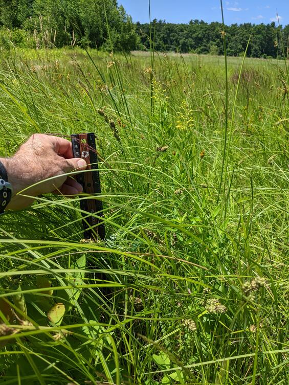 Field showing plants