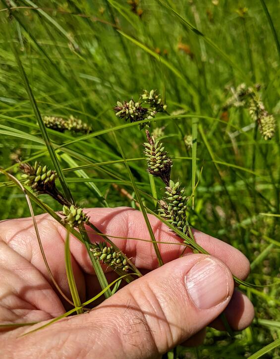 Buxbaum’s sedge in fruit