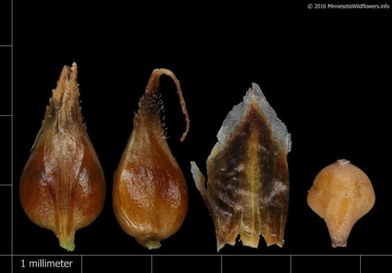 Carex diandra perigynia, pistillate scale and achene