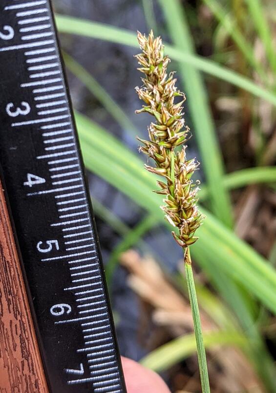Fruiting head of Carex diandra showing 3 cm (1.2 inch) length and immature fruit.