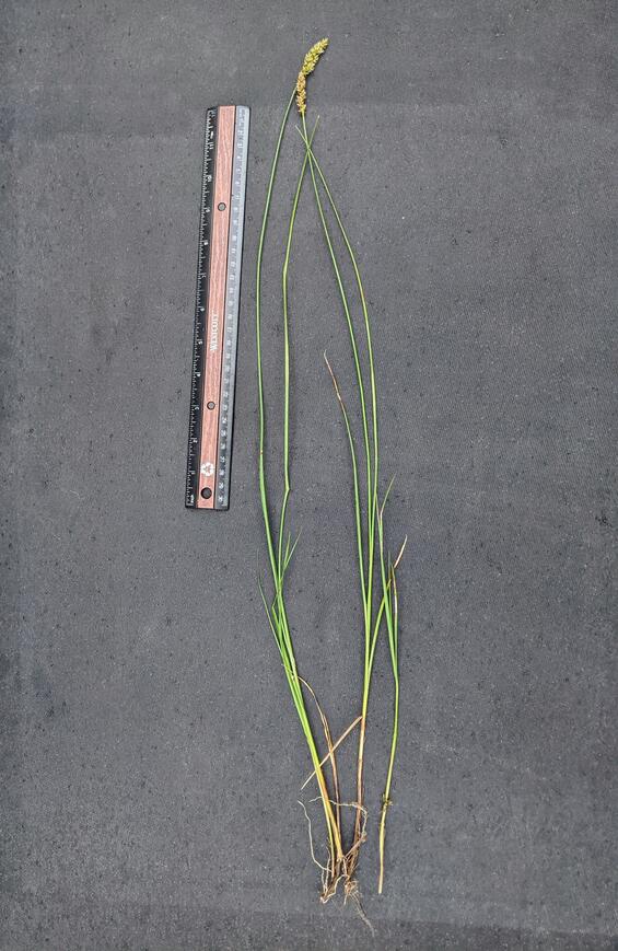 Full specimen showing average height for fruiting stems of 70 cm (28 inches)