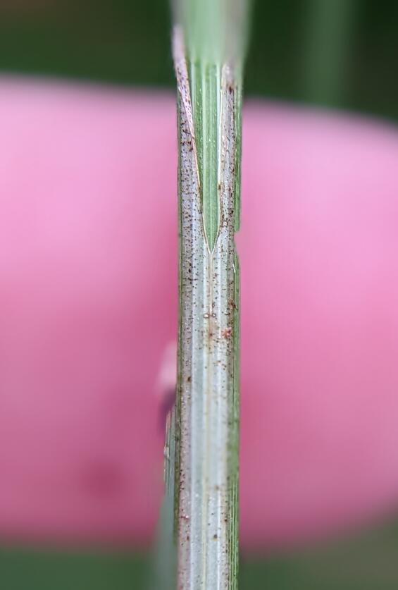 Sheath of Carex diandra showing whitish color speckled with red dots