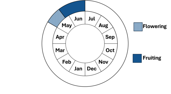 Graphic representation of life cycle, also described in text. 