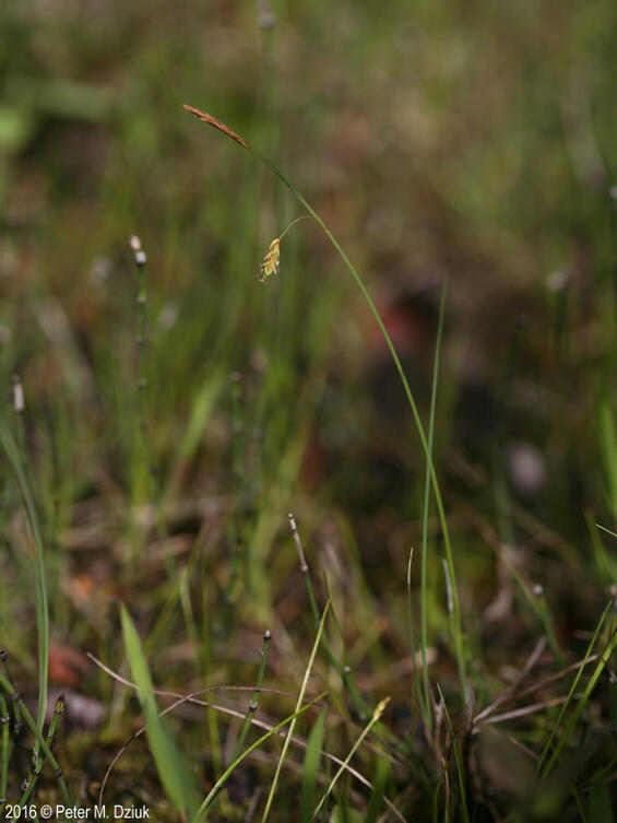 The inflorescence of Mud Sedge (Carex limosa)