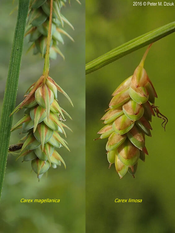 A comparison of Mud Sedge (Carex limosa) and the related boreal bog sedge (Carex magellanica), a look-alike species, with which it co-occurs.