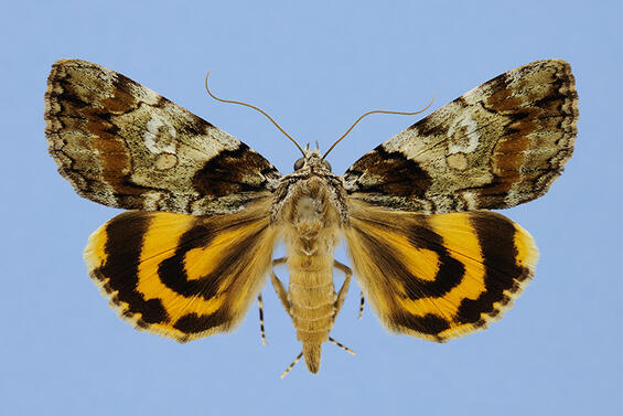 Precious underwing moth, Catocala pretiosa