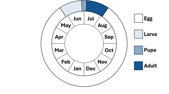 Graphic representation of life cycle, also described in text.