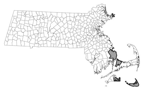 Map showing the distribution of this species in Massachusetts